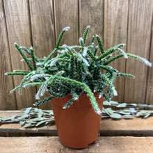 Kép betöltése a galériamegjelenítőbe: Rhipsalis pilocarpa - Vesszőkaktusz - Tropical Home