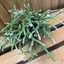 Kép betöltése a galériamegjelenítőbe: Rhipsalis pilocarpa - Vesszőkaktusz - Tropical Home