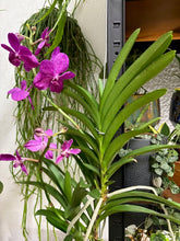 Kép betöltése a galériamegjelenítőbe: Vanda - Pártáskosbor - Magenta