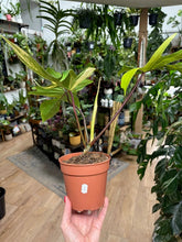 Kép betöltése a galériamegjelenítőbe: Philodendron florida beauty 1.