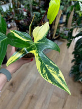 Kép betöltése a galériamegjelenítőbe: Philodendron florida beauty 1.