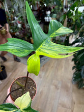 Kép betöltése a galériamegjelenítőbe: Philodendron florida beauty 1.