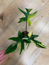 Kép betöltése a galériamegjelenítőbe: Philodendron florida beauty 1.