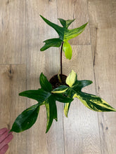 Kép betöltése a galériamegjelenítőbe: Philodendron florida beauty 1.