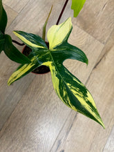 Kép betöltése a galériamegjelenítőbe: Philodendron florida beauty 1.