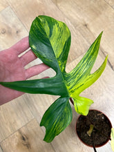 Kép betöltése a galériamegjelenítőbe: Philodendron florida beauty 1.