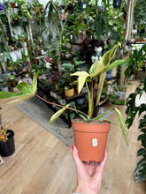 Kép betöltése a galériamegjelenítőbe: Philodendron florida beauty 2.