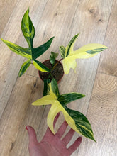 Kép betöltése a galériamegjelenítőbe: Philodendron florida beauty 2.