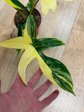 Kép betöltése a galériamegjelenítőbe: Philodendron florida beauty 2.
