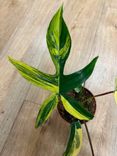 Kép betöltése a galériamegjelenítőbe: Philodendron florida beauty 2.