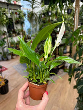 Kép betöltése a galériamegjelenítőbe: Spathiphyllum "Pearl cupido" - Vitorlavirág - Peace lily