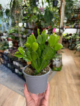 Kép betöltése a galériamegjelenítőbe: Schlumbergera bridgesii - Karácsonyi kaktusz - Christmas cactus