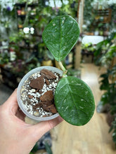 Kép betöltése a galériamegjelenítőbe: Hoya sp. "Lai Chau splash" - Saját szaporítás