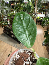 Kép betöltése a galériamegjelenítőbe: Hoya sp. "Lai Chau splash" - Saját szaporítás