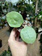 Kép betöltése a galériamegjelenítőbe: Hoya parasitica heart leaves silver - Saját szaporítás - Tropical Home