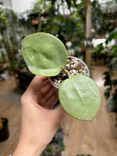 Kép betöltése a galériamegjelenítőbe: Hoya parasitica heart leaves silver - Saját szaporítás