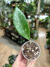 Kép betöltése a galériamegjelenítőbe: Hoya aff. vitellina - Saját szaporítás