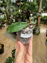 Kép betöltése a galériamegjelenítőbe: Hoya phuwuaensis - Saját szaporítás
