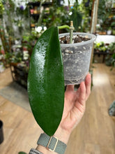 Kép betöltése a galériamegjelenítőbe: Hoya meliflua - Saját szaporítás