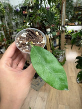 Kép betöltése a galériamegjelenítőbe: Hoya cystiantha - Saját szaporítás