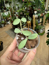 Kép betöltése a galériamegjelenítőbe: Hoya nummularioides silver - Saját szaporítás