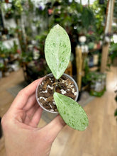 Kép betöltése a galériamegjelenítőbe: Hoya pubicalyx "Pink silver ghost" - Saját szaporítás