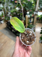 Kép betöltése a galériamegjelenítőbe: Hoya ilagiorum - Saját szaporítás