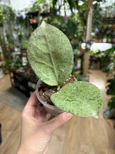 Kép betöltése a galériamegjelenítőbe: Hoya Michele silver- Saját szaporítás