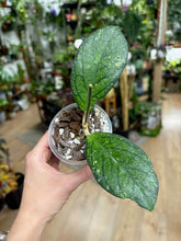 Kép betöltése a galériamegjelenítőbe: Hoya sp. "Tanggamus splash" - Saját szaporítás