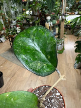 Kép betöltése a galériamegjelenítőbe: Hoya cv. "Joy" - Saját szaporítás