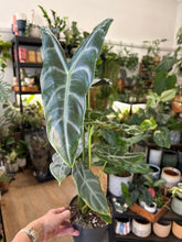 Kép betöltése a galériamegjelenítőbe: Alocasia longiloba "Silver" 14cm