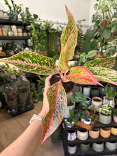 Kép betöltése a galériamegjelenítőbe: Aglaonema "Prestige" 9cm - Rákvirág - Chinese Evergreen