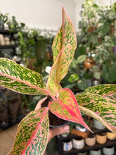 Kép betöltése a galériamegjelenítőbe: Aglaonema "Prestige" 9cm - Rákvirág - Chinese Evergreen