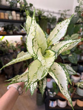 Kép betöltése a galériamegjelenítőbe: Aglaonema "White kiwi" 12cm - Rákvirág - Chinese Evergreen