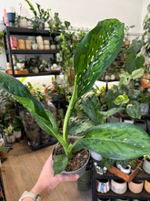 Kép betöltése a galériamegjelenítőbe: Dieffenbachia "Crocodile" 12cm - Buzogányvirág - Dumb cane
