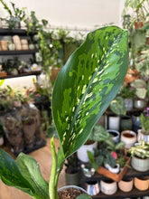 Kép betöltése a galériamegjelenítőbe: Dieffenbachia "Crocodile" 12cm - Buzogányvirág - Dumb cane