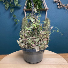 Kép betöltése a galériamegjelenítőbe: Ceropegia linearis "Merel" - Ámpolna gyertyavirág - Variegated string of hearts - Tropical Home