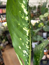 Kép betöltése a galériamegjelenítőbe: Dieffenbachia "Crocodile" 12cm - Buzogányvirág - Dumb cane