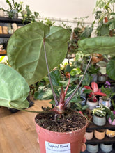 Kép betöltése a galériamegjelenítőbe: Anthurium crystallinum 12cm