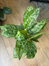 Kép betöltése a galériamegjelenítőbe: Aglaonema "Peacock" 17cm - Rákvirág - Chinese Evergreen