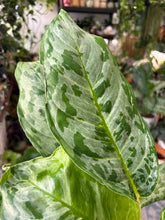 Kép betöltése a galériamegjelenítőbe: Aglaonema "Peacock" 17cm - Rákvirág - Chinese Evergreen