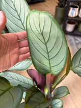 Kép betöltése a galériamegjelenítőbe: Ctenanthe setosa "Grey star" 17cm