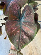 Kép betöltése a galériamegjelenítőbe: Caladium 17cm