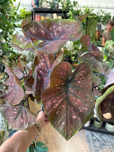 Kép betöltése a galériamegjelenítőbe: Caladium 17cm
