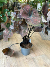 Kép betöltése a galériamegjelenítőbe: Caladium 17cm