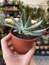 Kép betöltése a galériamegjelenítőbe: Gasteria Cv. Sakura Fuji White Variegata