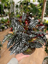 Kép betöltése a galériamegjelenítőbe: Begonia maculata "Spotlight dark"