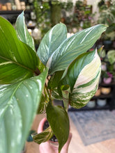 Kép betöltése a galériamegjelenítőbe: Calathea "Princess Dalya" 8cm