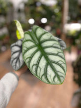 Kép betöltése a galériamegjelenítőbe: Alocasia "Silver dragon" 11cm