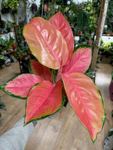 Kép betöltése a galériamegjelenítőbe: Aglaonema "Star orange"/"China red"- Rákvirág - Chinese Evergreen